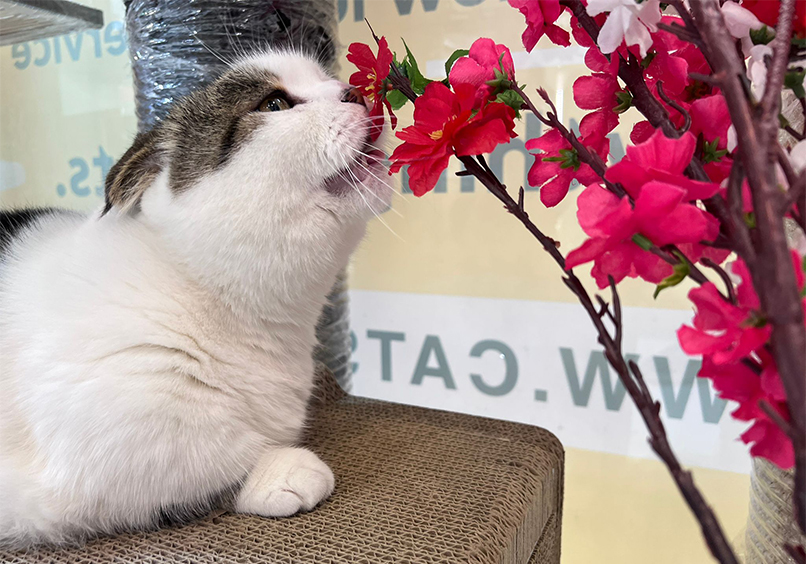 cat smelling flower